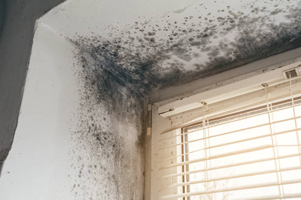 Affordable Mold Remediation solutions in Springfield, OR