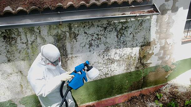 Top rated local Mold Remediation specialists in Springfield, OR